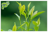 Порошок выдержки завода зеленого чая предотвращая радикальный тест полифенолов 95% симптомов УЛЬТРАФИОЛЕТОВЫЙ