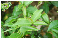 КАС 989 выдержка лист зеленого чая 51 5 Эгкг, дополнения зеленого чая для потери веса