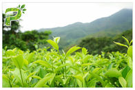 Анти- выдержка зеленого чая оксидации ЭГКГ, выдержка зеленого чая фармацевтической ранга естественная