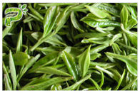 Порошок КАС 989 Карциномы естественной анти- выдержки зеленого чая оксидации ЭГКГ анти- 51 5