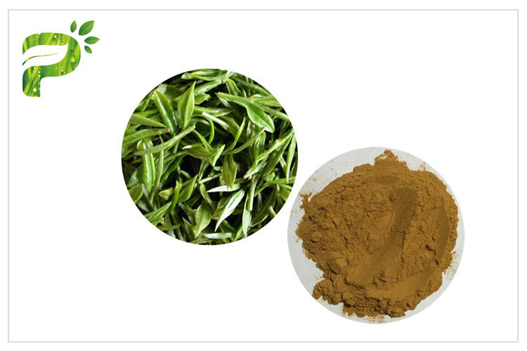 Порошок 95% выдержки завода полифенолов зеленого чая для потери веса пищевой добавки
