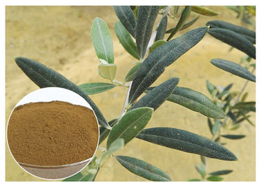 Противогрибковая выдержка лист Эуропаэа маслины, выдержка КАС 32619 лист маслины прованская 42 4