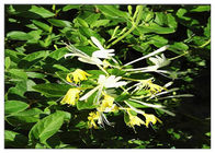 Завод цветка каприфолия противобактериологический извлекает хлорогеновую кислоту 5% КАС 327 97 9