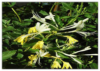 Обрабатывать холодную выдержку цветка каприфолия, выдержка Джапоника Лонисера 25% с хлорогеновой кислотой