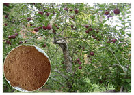 противобактериологические корень яблони Флоридизин &amp; выдержка коры для пищевой добавки