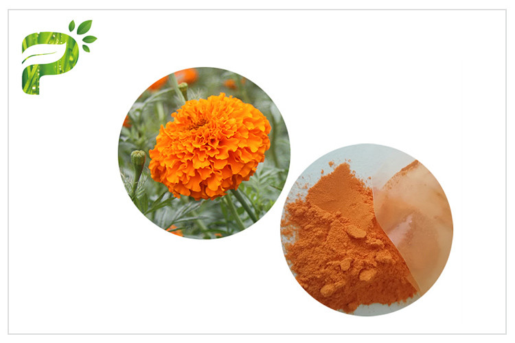 Цветок заботы глаза естественный извлекает анти- лутеин порошка оранжевого красного цвета оксидации от цветка ноготк